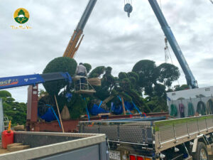 Hình ảnh vận chuyển cây từ Nhật Bản về Việt Nam