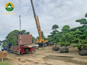 Cây cảnh Thiên Phúc Viên