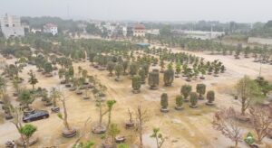 Cây Tùng La Hán Nhập Khẩu Nhật Bản - Chất Lượng Tốt - Giá Rẻ: Thiên Phúc Viên