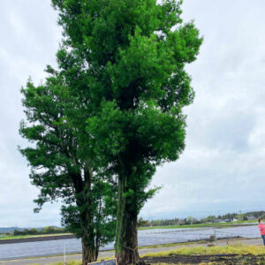 Tùng Xổng 20086