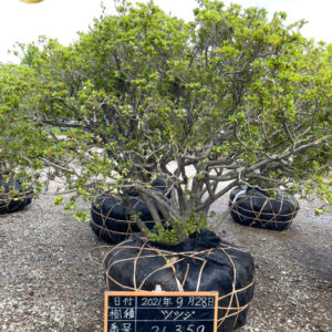 Đỗ quyên 21359