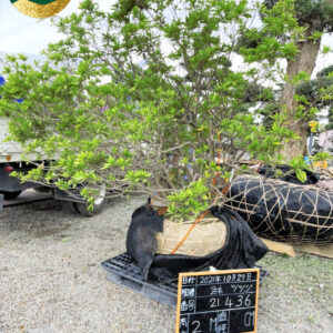 Đỗ quyên 21436