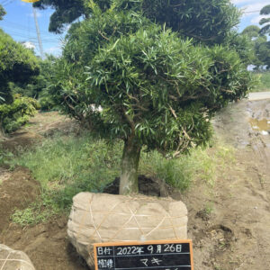 Tùng La Hán 22426