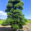 Tùng la hán 22509