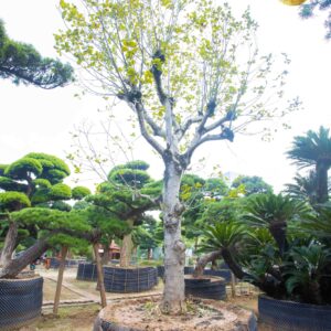 Cây hoa mộc 20233