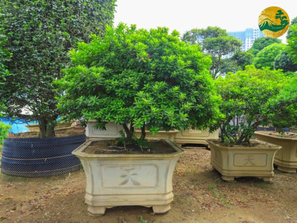 hoa đỗ quyên 21151