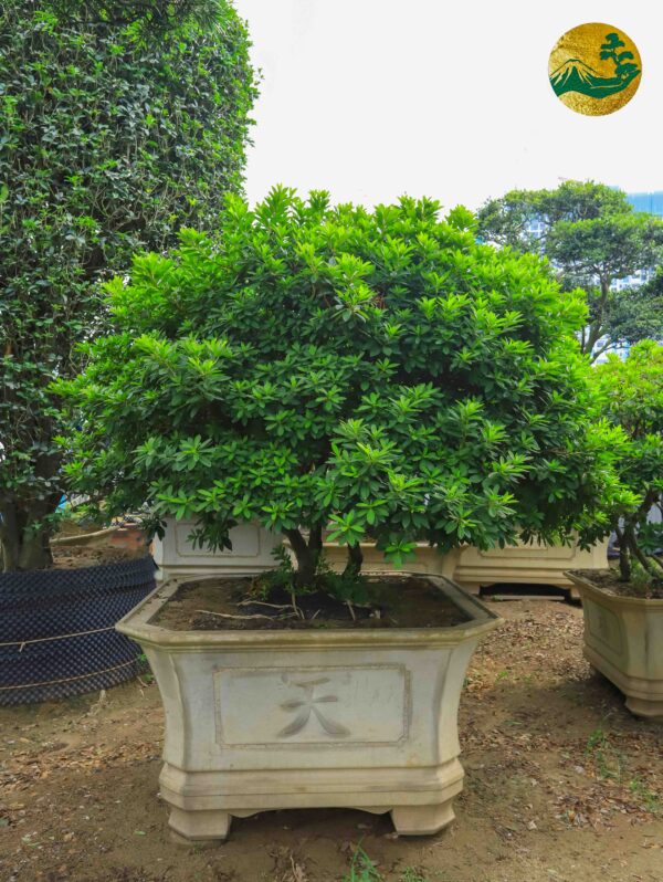 hoa đỗ quyên 21151