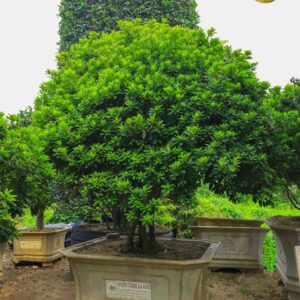 hoa đỗ quyên 21154