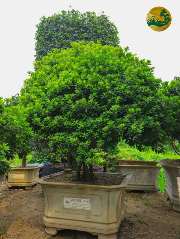 hoa đỗ quyên 21154