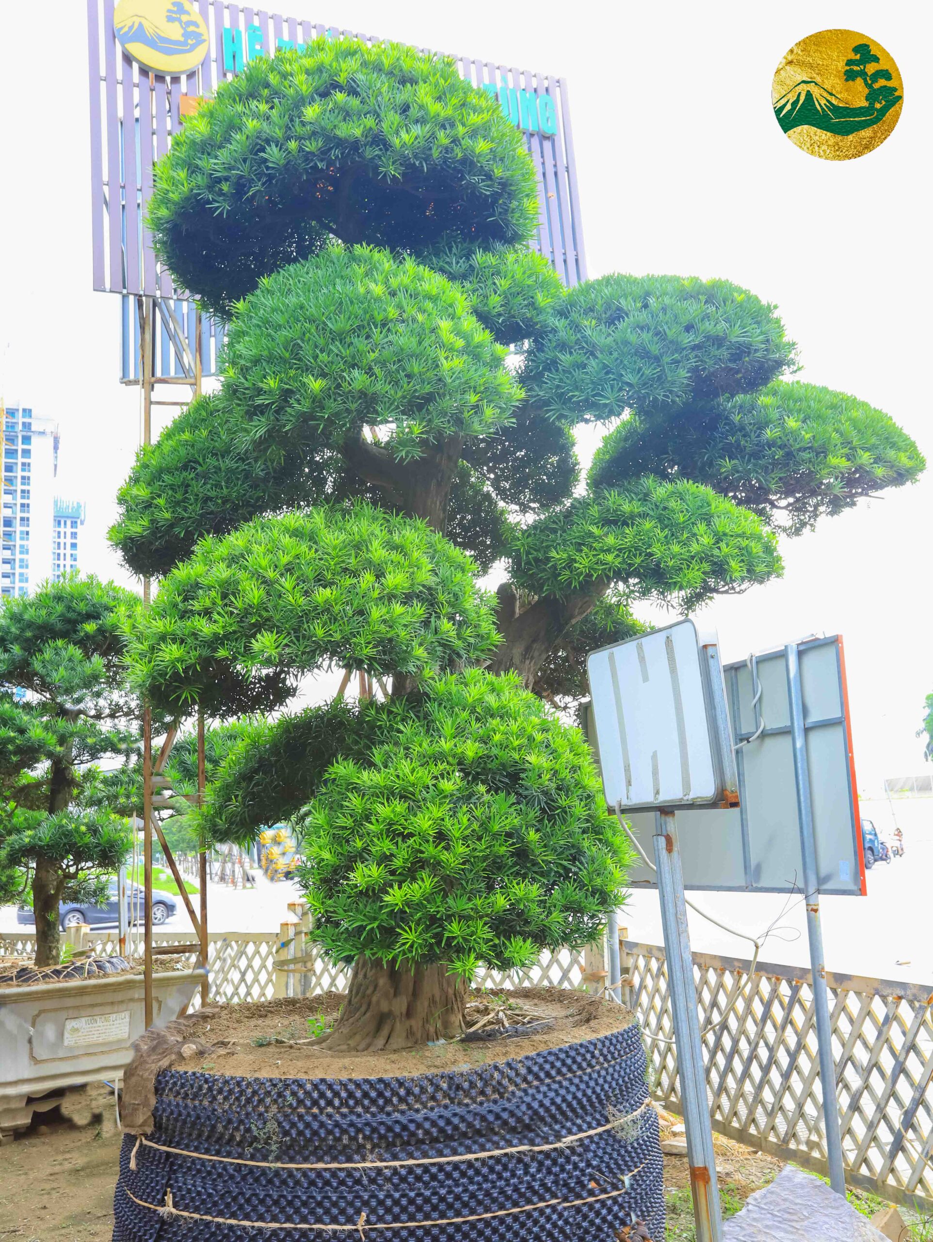 Tùng la hán 20047 – Hệ Thống Vườn Tùng Toàn JP