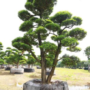 Tùng la hàn 22535
