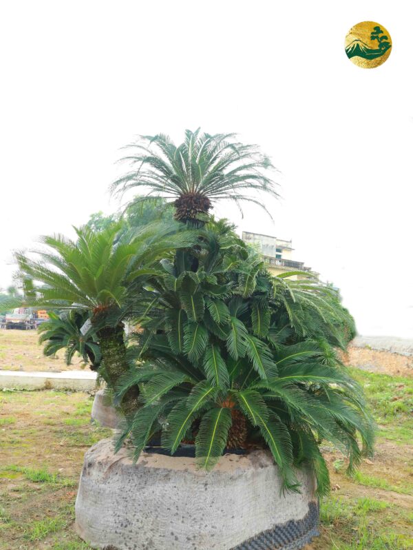 Vạn tuế 22621