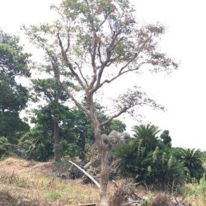 Tường vi w459