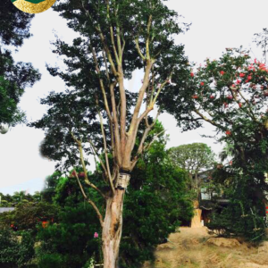 Tường vi w475