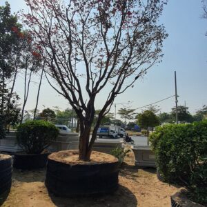 Phong lá đỏ 22047