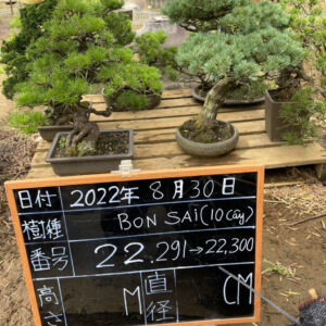Bonsai 22291