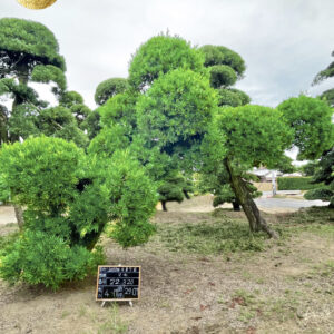 Tùng La Hán 22320