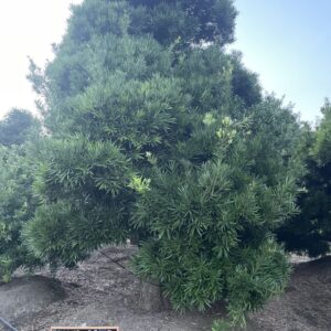 Tùng La Hán 22447