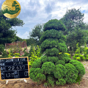Tùng Cối 22637
