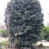 Hoa trà hồng new385