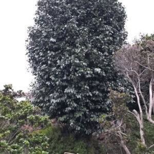Hoa trà hồng new386