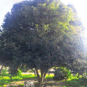 Hoa mộc hương new396