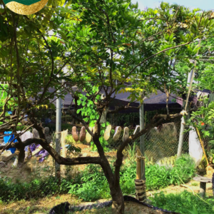 Cây tử đằng new15