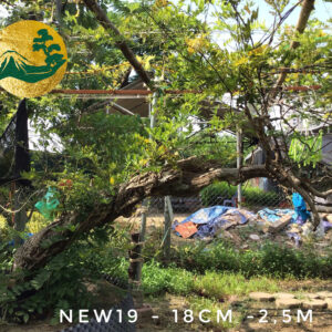 Cây tử đằng new19
