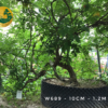 Cây tử đằng w689