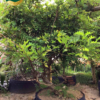 Cây tử đằng w695