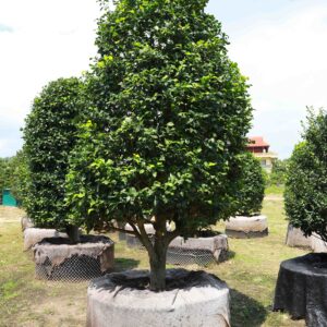Hoa trà 22458