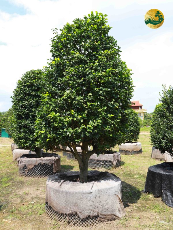 Hoa trà 22458