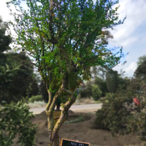 Lựu new151