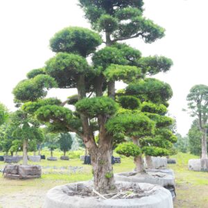 Tùng la hán 22836