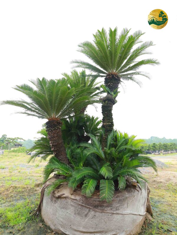 Vạn tuế 22352