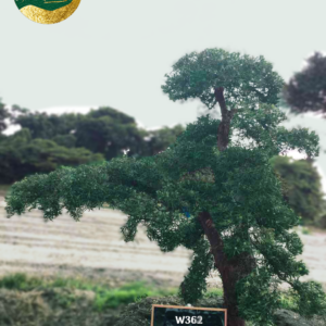 Tùng La Hán w362