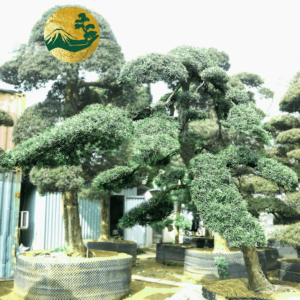 Tùng La Hán-w390