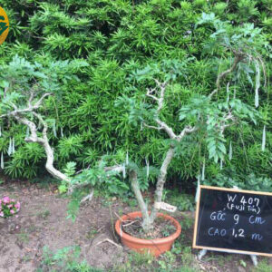 Cây tử đằng w407