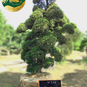 Tùng La Hán w522