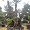 Vạn tuế 22633