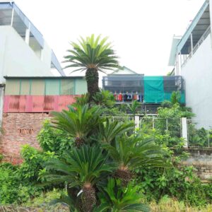Vạn tuế 22626