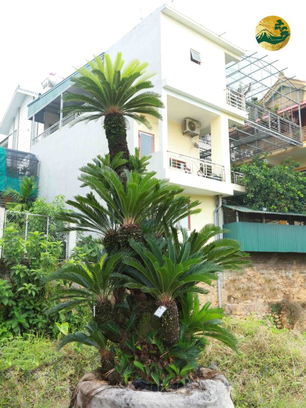 Vạn tuế 22626