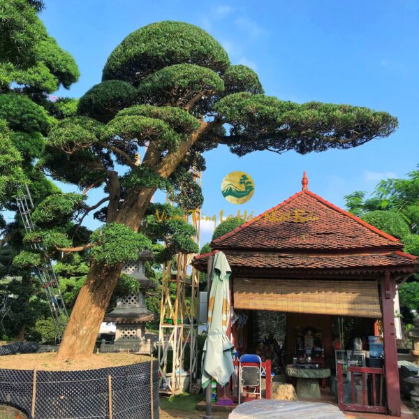 dang tung la han