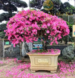 hoa đỗ quyên