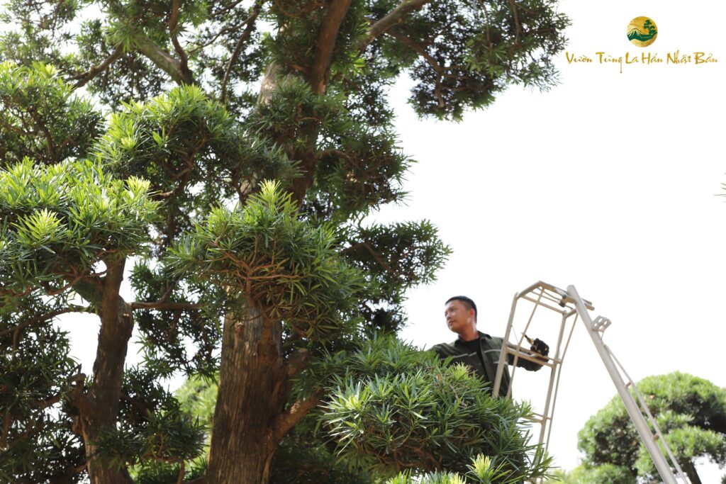 Cây tùng la hán bị héo lá