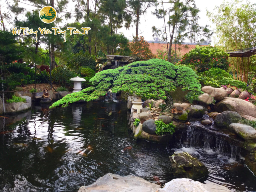 thông đen nhật bản