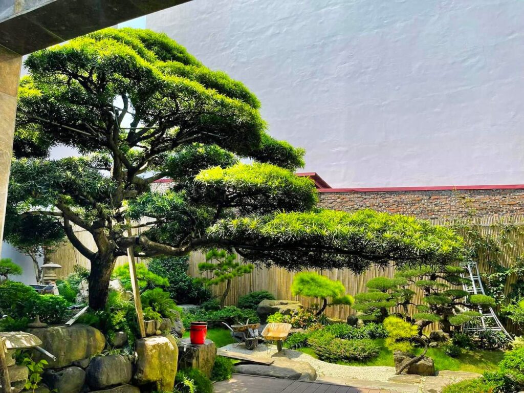 Cây tùng la hán hợp mệnh gì