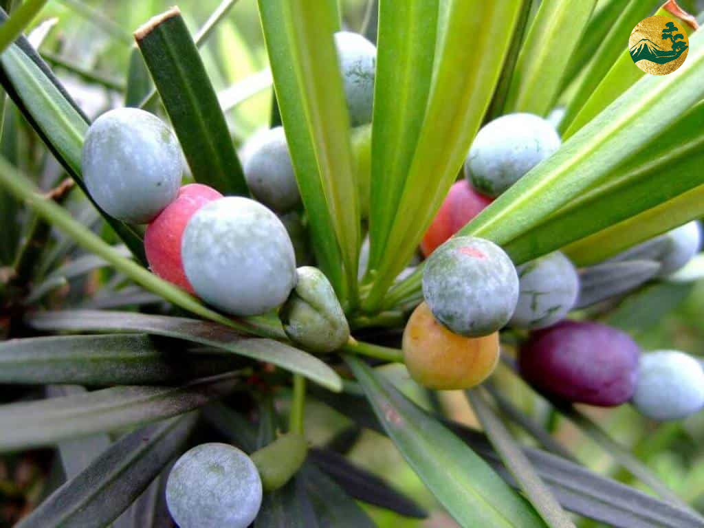 quả tùng la hán nhật bản