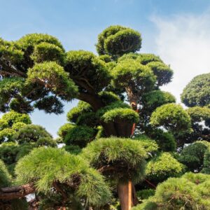 cây cảnh nhật bản toàn jp