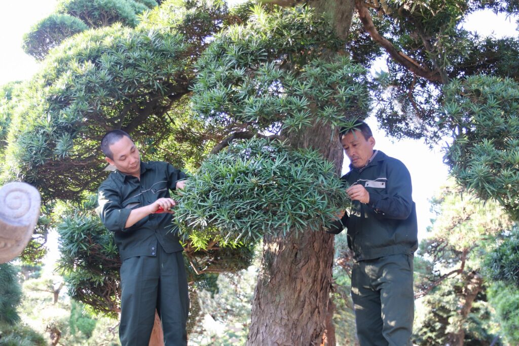 cây tùng la hán bị khô lá